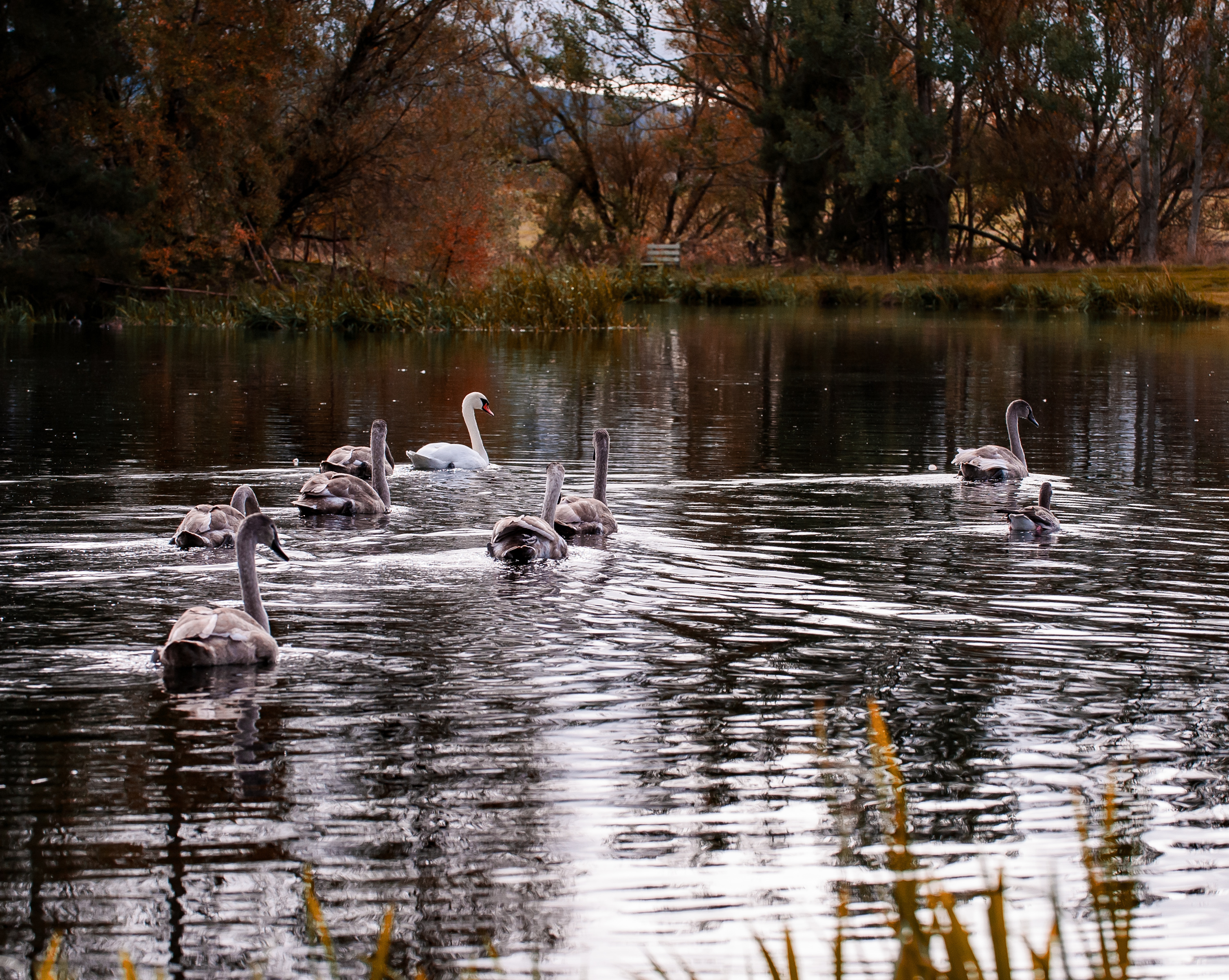 Swans and geese on Loch Insch