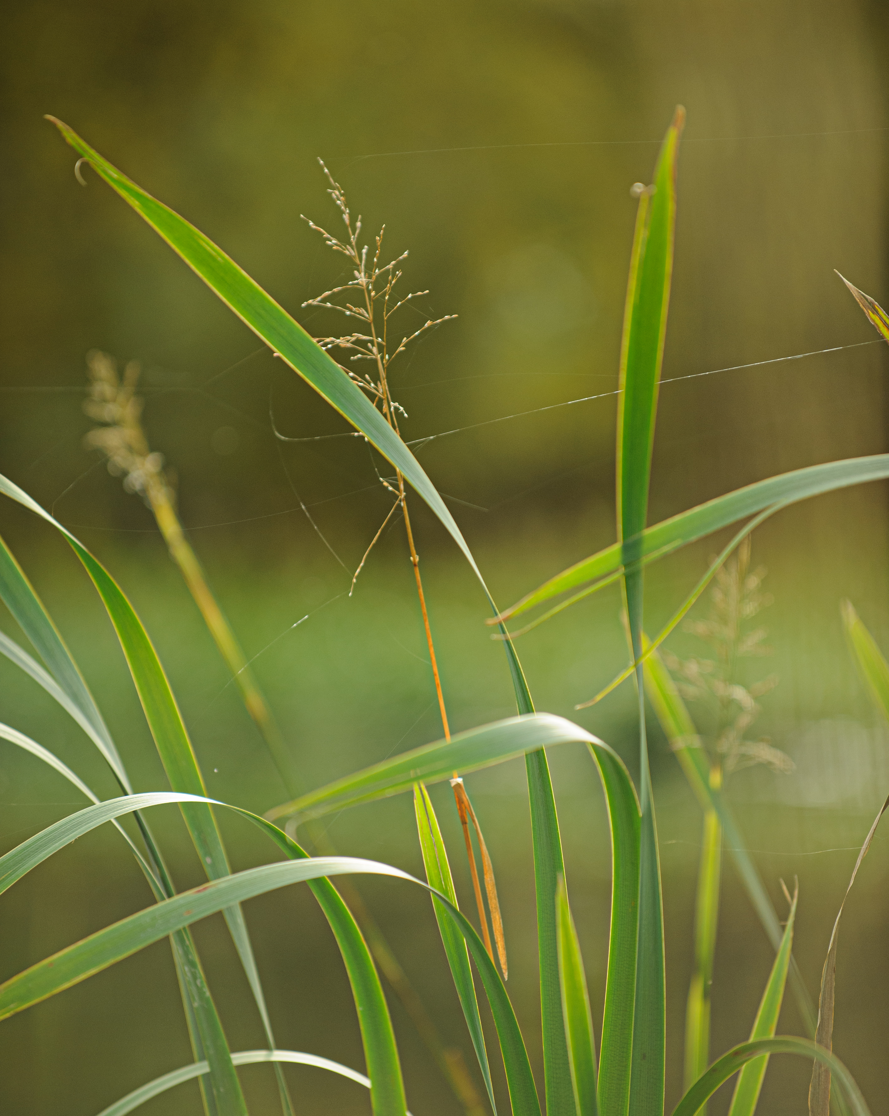 Close-up of wild grasses with light at Loch Insch