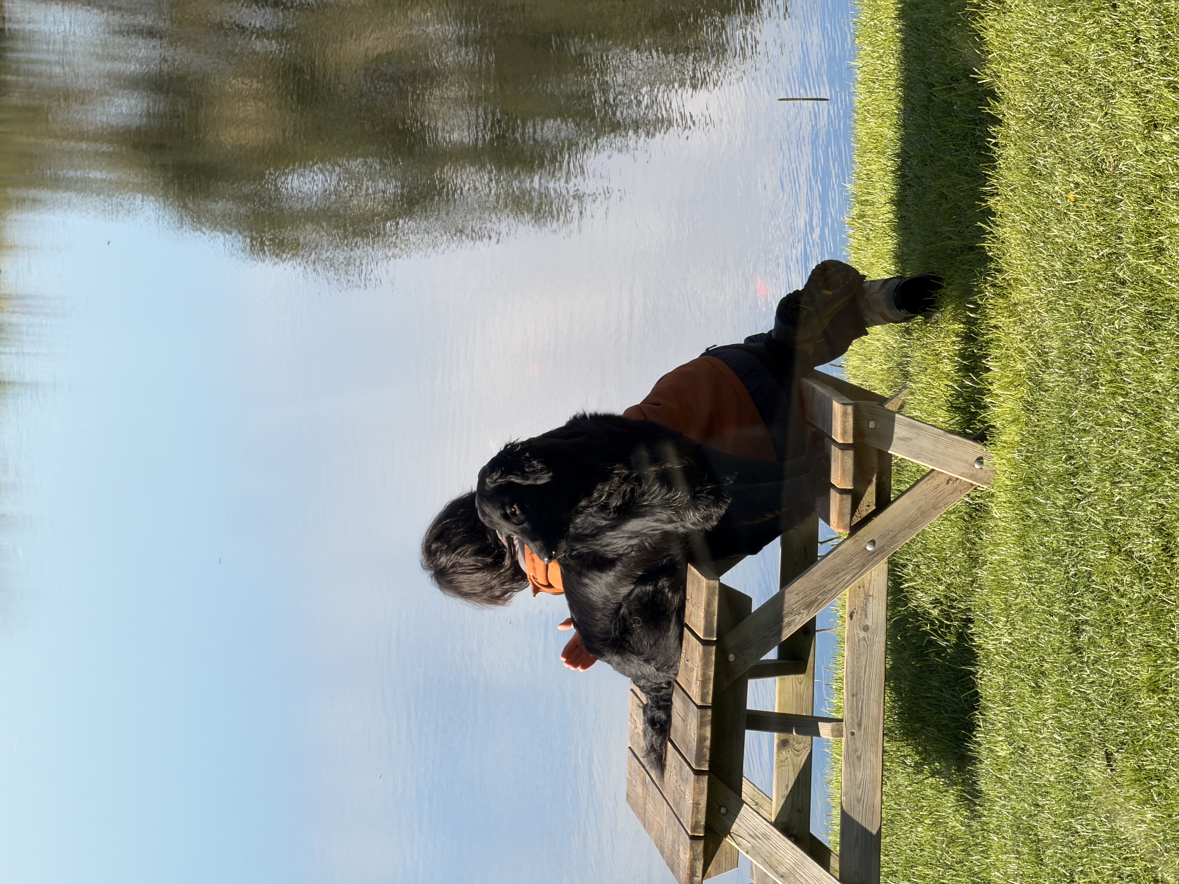 Black spaniel dog sitting on a wooden bench at the lochside on a sunny day