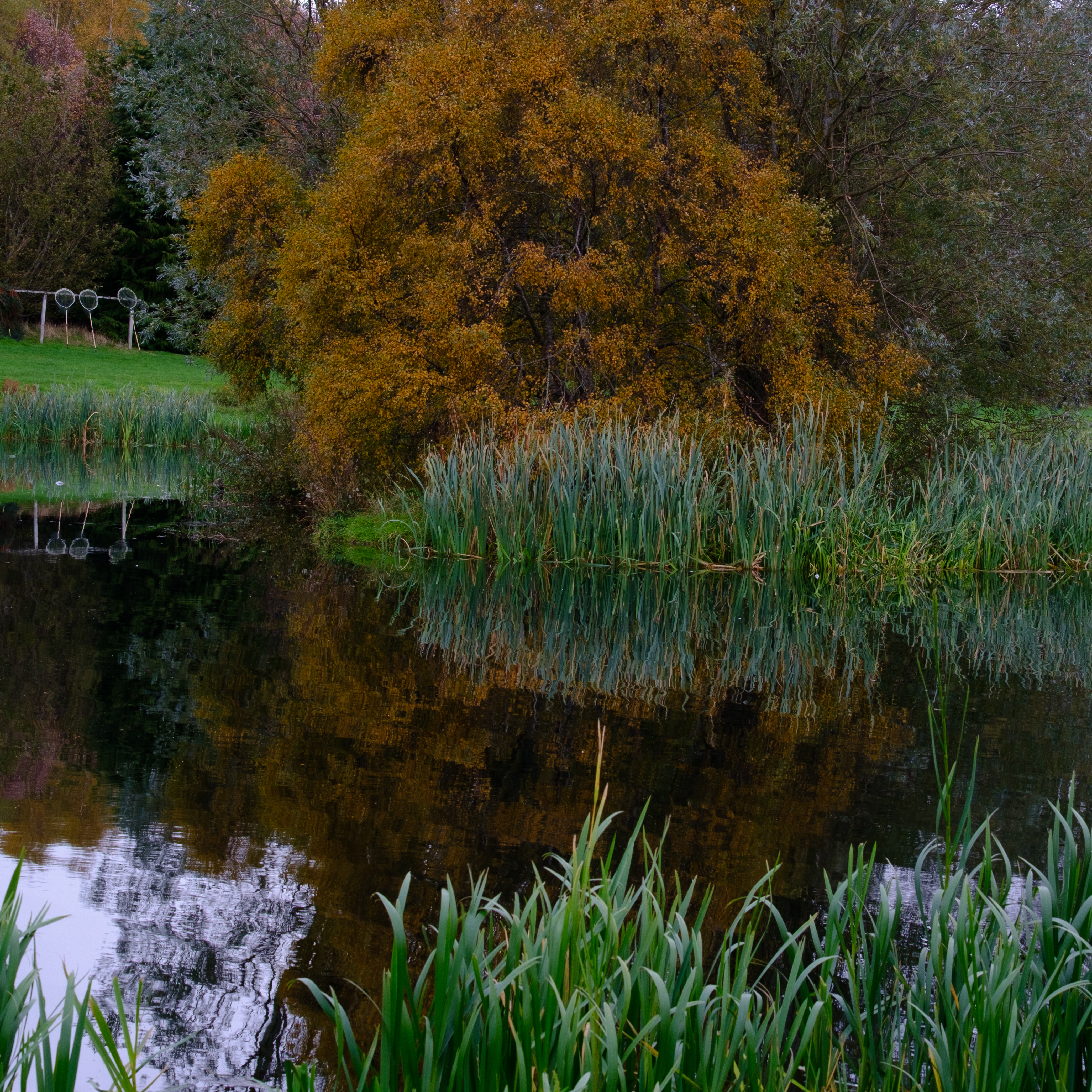 Autumn reflections on Loch Insch — golden tree and reeds mirrored in still water