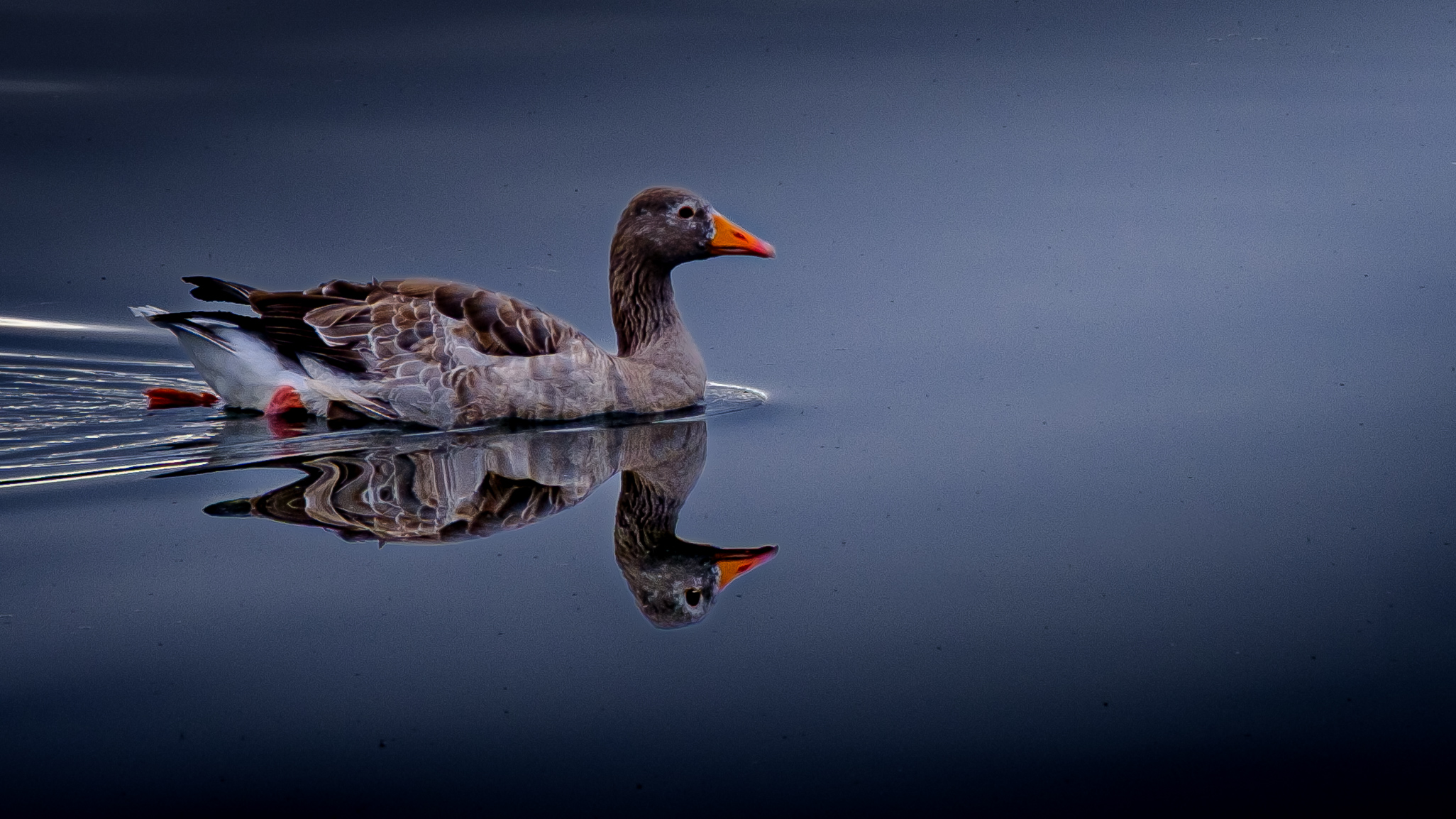 Greylag goose on Loch Insch
