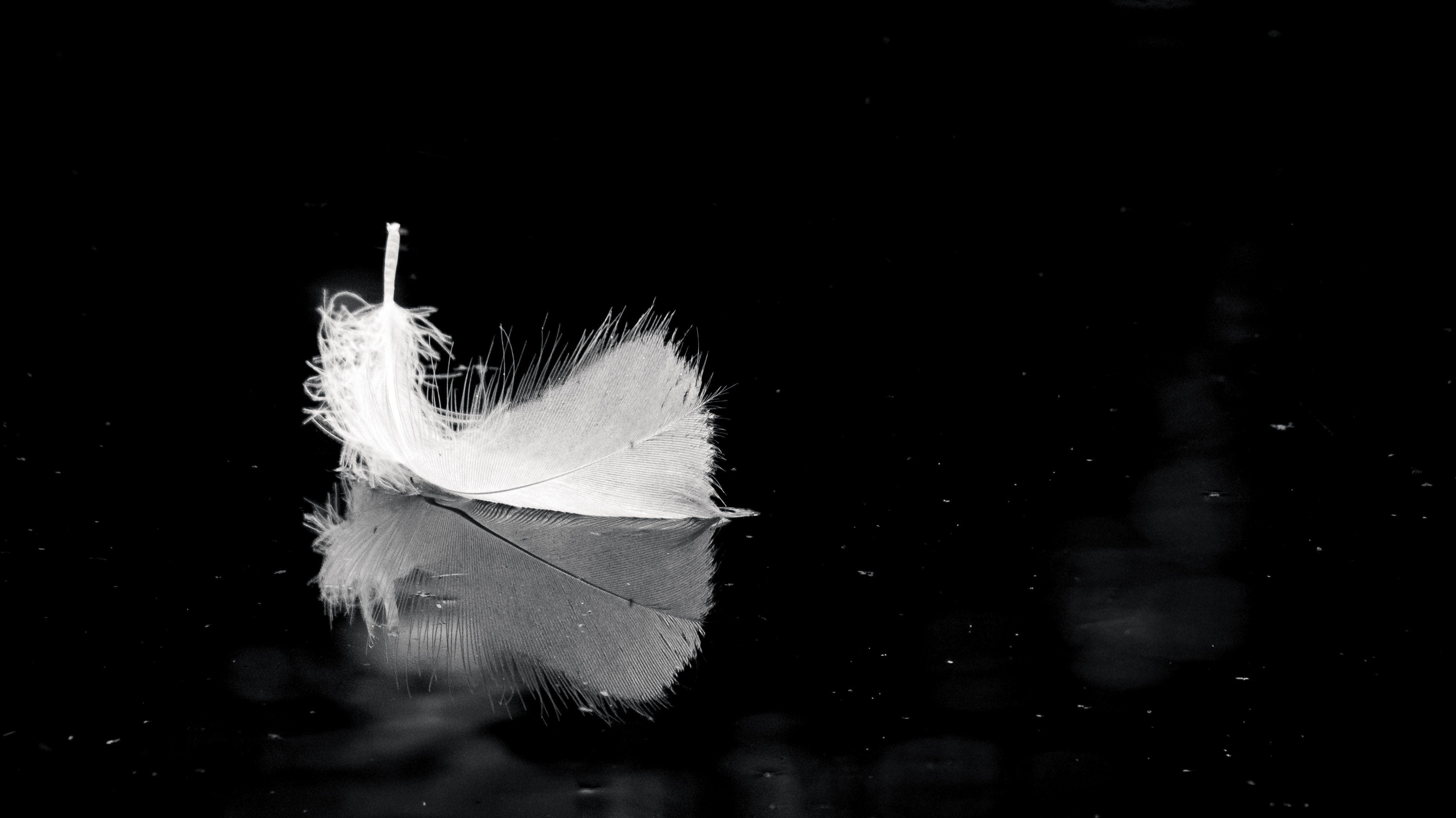 A single feather on the surface of Loch Insch